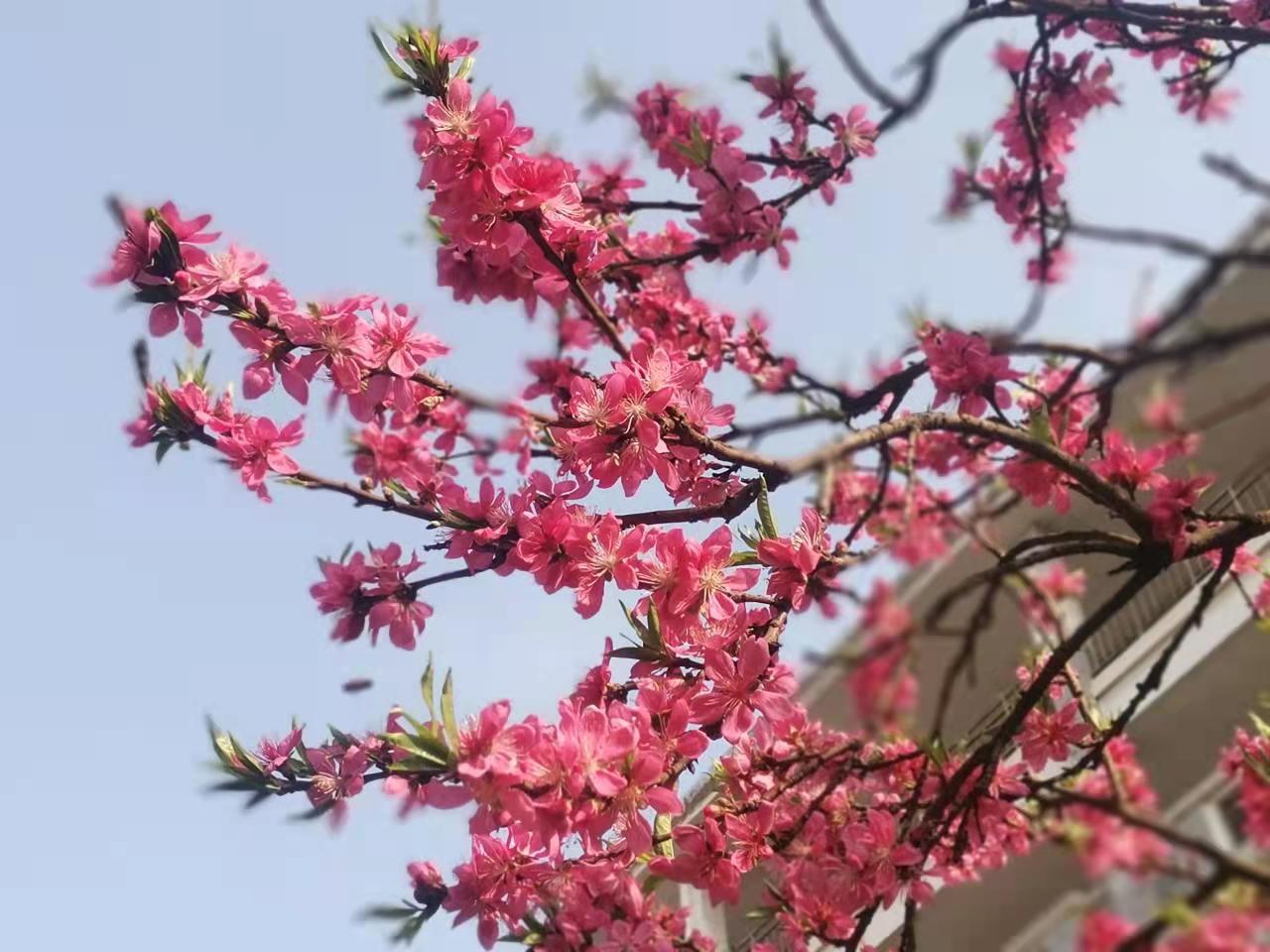 BETVLCTOR伟德在线