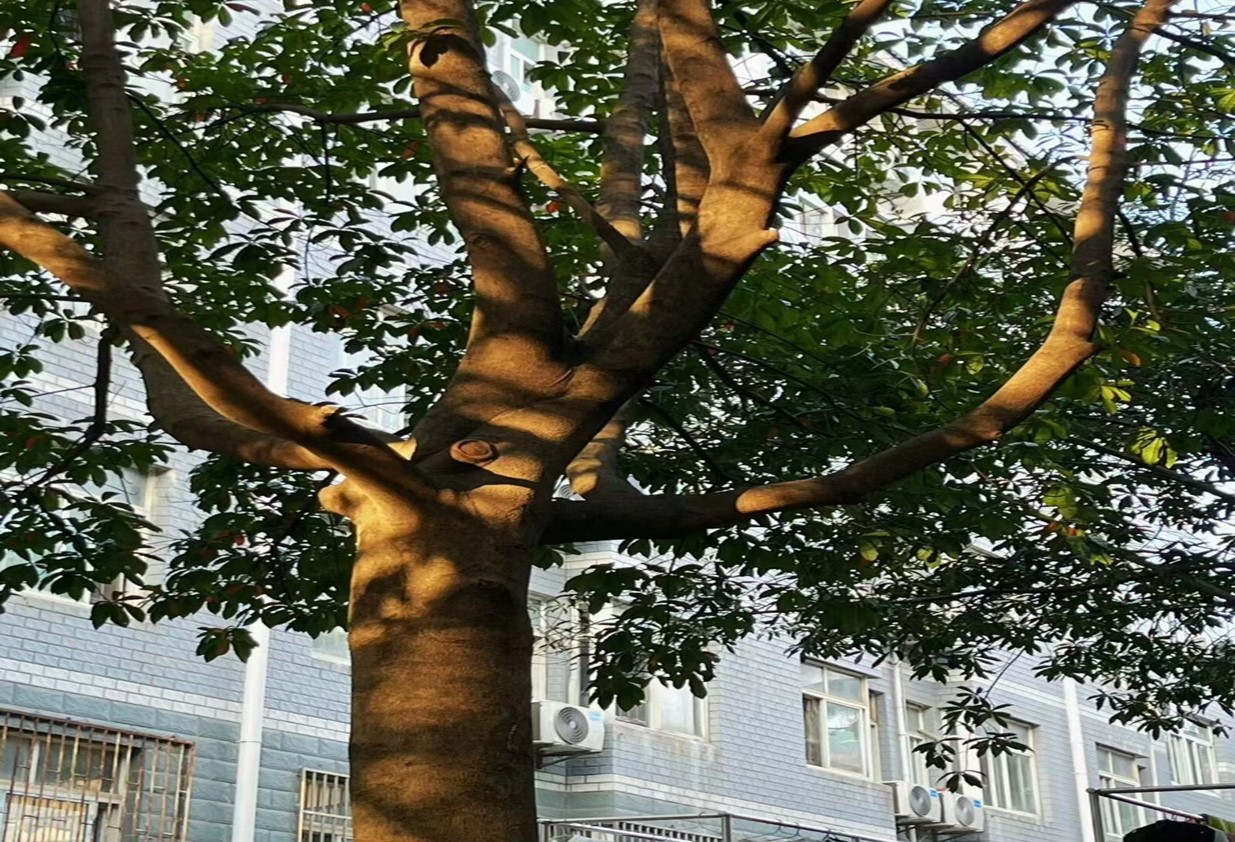 BETVLCTOR伟德在线